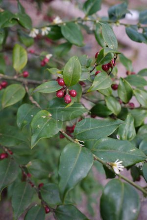 Sarcococca ruscifolia rama de cerca