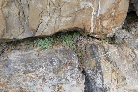 Sedum dasyphyllum plants on the rocks