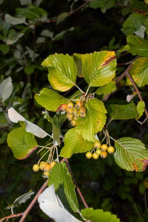 Photo for Sorbus aria branch close up - Royalty Free Image