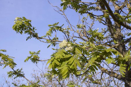 Sorbus domestica tree in bloom