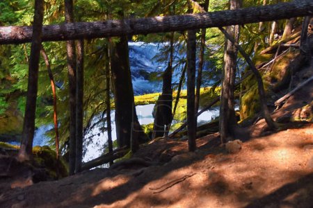 Foto de Sahalie Koosah Tamolitch cae sendero de senderismo en el río McKenzie, Williamette National Forest, Cascade Mountains, Oregon. Estados Unidos. - Imagen libre de derechos