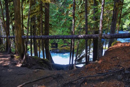 Foto de Sahalie Koosah Tamolitch cae sendero de senderismo en el río McKenzie, Williamette National Forest, Cascade Mountains, Oregon. Estados Unidos. - Imagen libre de derechos