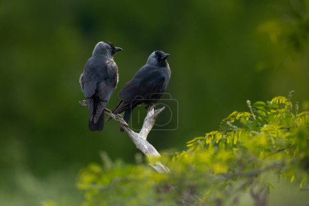 Oiseaux - Deux crapauds de l'Ouest (lat. Coloeus monedula) assis sur une branche au fond vert