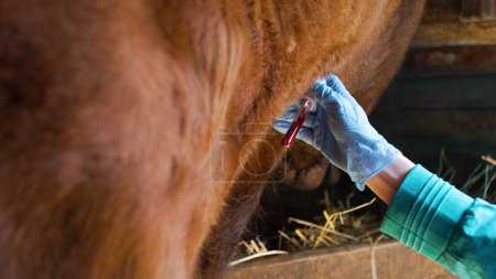 Der Tierarzt entnimmt der Kuh Blut vom Hals zur Analyse im Reagenzglas, die Hände in Gummihandschuhen in Großaufnahme. Untersuchung der biochemischen Zusammensetzung von Blut und Tests auf Infektionskrankheiten