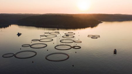 Fishing farm, trout farming. Tranquil dawn casts a golden hue over an aquaculture farm, with circular fishnets floating on the calm water. The silhouettes of boats and distant treelines frame this