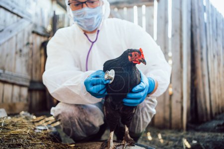 Ein spezialisierter Tierarzt im Biohazard-Anzug führt eine gründliche Untersuchung an einer Henne durch, um die Gesundheit und Sicherheit des Geflügels mit Fachwissen zu gewährleisten. Die ländliche Scheunenlandschaft verleiht der Szene Authentizität