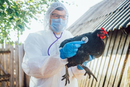  A veterinarian in protective gear conducts a health check on a black chicken, exemplifying the importance of animal health in agriculture. The setting suggests meticulous care for poultry well-being.