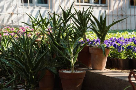 A collection of aloe vera plants basks in the sunlight, housed in terracotta pots amidst a vibrant bed of purple pansies. The contrasting green and purple hues create a tranquil and refreshing urban