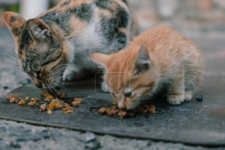 Mitten im Dreck der Stadt verschlingen ein kleines orangefarbenes Kätzchen und sein gestromter Begleiter hungrig eine Mahlzeit. Ihr intensiver Fokus unterstreicht ihren täglichen Kampf um ihren Lebensunterhalt. Straßenkätzchen zur Essenszeit