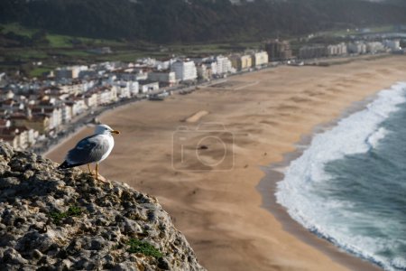 Eine einsame Möwe steht auf einem Felsvorsprung und blickt über einen weitläufigen Strand mit Wellen, die am Ufer plätschern, und eine malerische Stadt in der Ferne. Portugal, Strand von Nazare