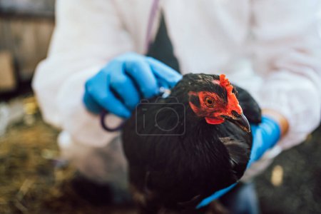 Primer plano de un veterinario manos en guantes azules examinar cuidadosamente una gallina negra, centrándose en la sanidad animal en un entorno de granja.
