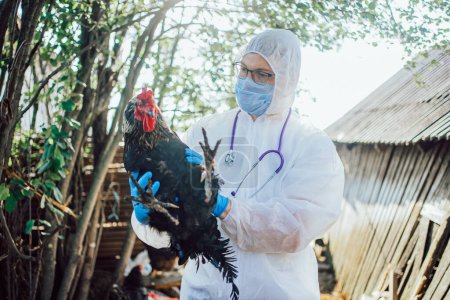 Veterinarian in full protective gear carefully holds a rooster, ready to perform a health check in a rustic farm environment.