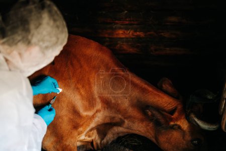 A vet in protective gear administers a medical injection to a cow, emphasizing the importance of livestock health and veterinary care. Vaccination of livestock against anthrax and other infectious