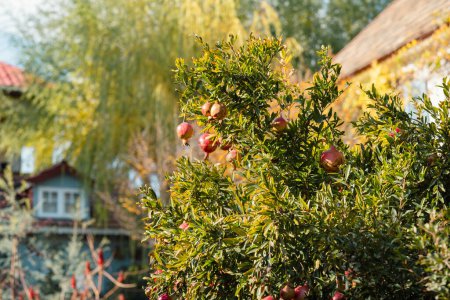 Ripe pomegranates adorn a lush tree, standing out in a vibrant autumn garden with a quaint house in the background. The fruits of the season are in full display. Pomegranate Tree in Autumn Garden