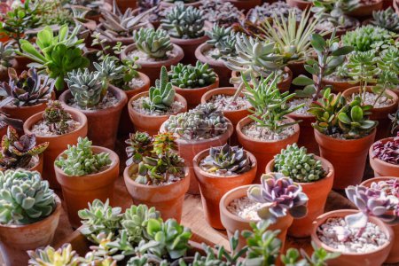 A vibrant collection of succulents in earthen pots, arrayed neatly on a wooden surface, illuminated by soft daylight.