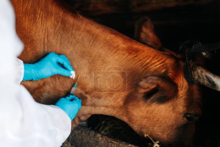 Vaccination of cows against anthrax, an outbreak of the disease in the region. A veterinarian in protective gloves inoculates a red cow in the neck. Veterinarian Giving an Injection to a Cow in a Farm