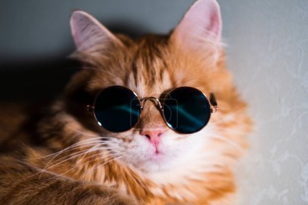 Nahaufnahme einer modischen orangefarbenen Katze mit runder Sonnenbrille, die eine Mischung aus katzenhafter Anmut und menschlichem Stil zeigt.