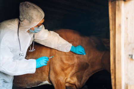 Téléchargez les photos : Un vétérinaire en équipement de protection injecte un vaccin à une vache calme, Vaccination contre l'anthrax. Examen médical des bovins. - en image libre de droit