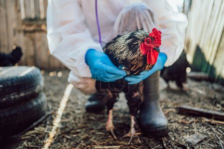 Tierarzt untersucht Hühner auf Bauernhof. Ein Geflügelzüchter in Schutzanzug und Handschuhen hält vorsichtig einen Hahn in der Hand, der für die Gesundheit und Sicherheit des Viehs sorgt. Ein Stethoskop überprüft die