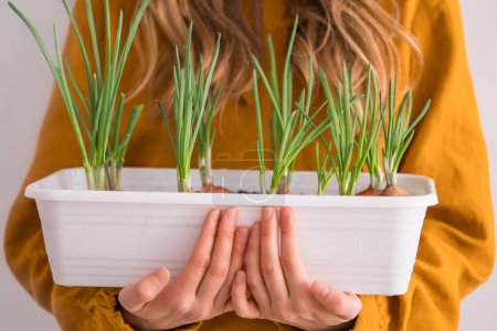 Photo for Woman Holding a White Planter with Growing Green Onion Sprouts. Growing greenery at home, home mini vegetable garden. - Royalty Free Image