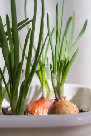 Close-Up of Green Onion Bulbs Growing in Bright Natural Light. A close-up view showcasing the detail of onion bulbs with emerging green shoots in a white indoor planter, highlighting the beauty of