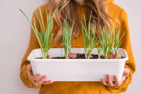 Woman Holding a Tray of Green Onion Sprouts in a White Planter. Growing greenery at home by the window.