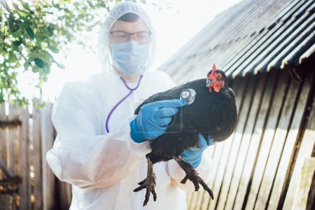 Tierarzt in Schutzausrüstung führt Gesundheitscheck für Hühner im Freien durch. Ein Mann mit medizinischer Maske und Stethoskop untersucht Geflügel auf Vogelgrippe.