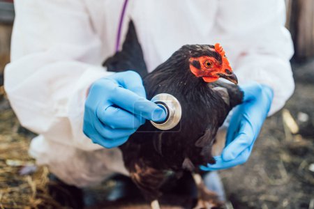 A veterinarian with a stethoscope checks a domestic chicken for avian flu, an outbreak of the disease. Close-Up of a Poultry Veterinarian Checking Chicken Health on a Farm