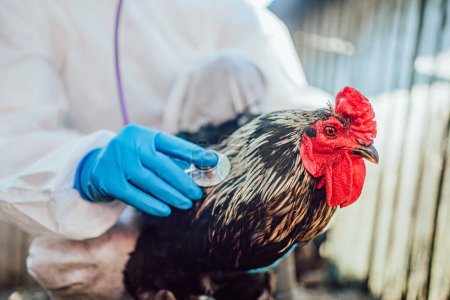 Ein Tierarzt untersucht aufmerksam einen Hahn mit einem Stethoskop, um die Gesundheit der Vögel in einem landwirtschaftlichen Betrieb zu gewährleisten. Die detailverliebten Federn und der kräftige Kamm des Hahns heben sich vom rustikalen