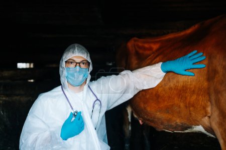 Ein Tierarzt in Schutzausrüstung untersucht eine Kuh in einem schwach beleuchteten Stall. Die professionelle Berührung und sorgfältige Inspektion sorgen für Gesundheit und Wohlbefinden der Tiere. Tierarzt dirigiert Kuh