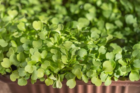 Lush Microgreens Growing in a Brown Planting Tray. Growing arugula at home on the windowsill in the spring