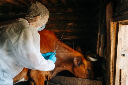 Ein Tierarzt impft eine Kuh in einem Stall auf einem Bauernhof gegen Milzbrand. Ein Mann in Schutzanzug und blauen Gummihandschuhen bereitet eine Spritze mit einem Impfstoff für die Injektion vor. Tierarzt verabreicht Behandlung