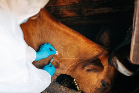 Un veterinario administra una vacunación a una vaca en calma en un granero tradicional, un procedimiento de salud esencial en la gestión del ganado. Vacunación del ganado contra el ántrax.