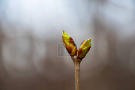 Vista de cerca de los brotes jóvenes a punto de florecer en una rama, con un fondo borroso que enfatiza el comienzo de la temporada de primavera.