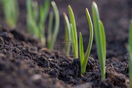 Vibrant green garlic shoots sprouting from the fertile soil, capturing the essence of early spring gardening.