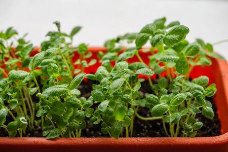 Frische Basilikum-Sämlinge mit Tautropfen, die dicht in einem leuchtend roten Pflanzgefäß austreiben. Kleinstgemüse zu Hause anbauen.