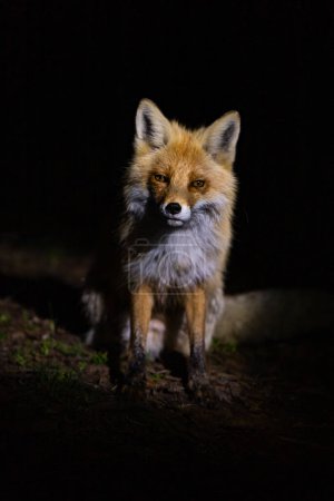 Majestueux renard roux capturé en détail sur fond de forêt sombre, illuminé par des projecteurs qui rehaussent sa fourrure vive et son regard intense.