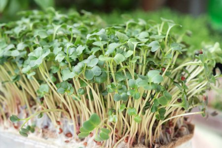 Nahaufnahme von mikrogrünen Brokkoli. Konzept des Hausgartenbaus und des Grünanbaus in Innenräumen