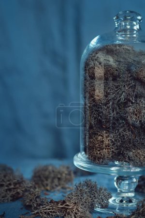 Téléchargez les photos : Mousse de renne noire sous le dôme de verre. Une exposition mystique de mousse de renne enfermée dans une cloche en verre transparent. - en image libre de droit