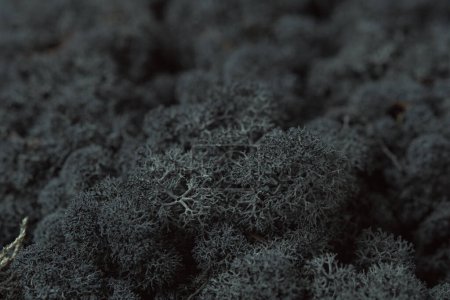 Un denso racimo de musgo de renos grises. Detallado renos Lichen. Musgo islandés gris oscuro