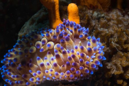 Téléchargez les photos : Flamme de gaz nudibranche (Bonisa nakaza) gros plan au-dessus de la limace de mer de son corps crème et cérata avec pointes bleu-violet - en image libre de droit
