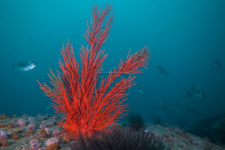Photo for Large bright red orange Palmate sea fan (Leptogoria palma) growing on the reef - Royalty Free Image