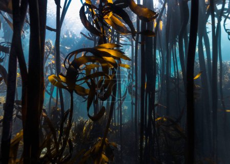Photo pour Une forêt de varech avec Ecklonia maxima par en bas avec les tiges hautes atteignant la surface de l'eau et quelques feuilles courtes de Laminaria pallida oscillant dans l'onde au premier plan - image libre de droit