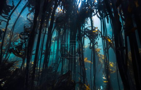 Un bosque de algas que muestra principalmente Ecklonia maxima desde abajo con los tallos altos que llegan hasta la superficie del agua