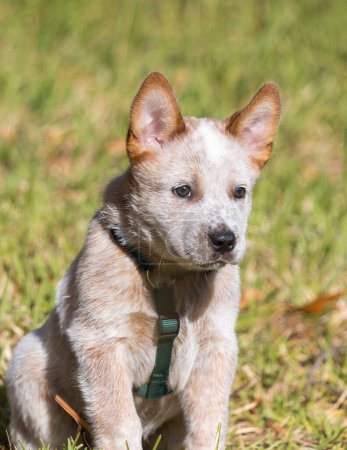 Photo for A red Australian Cattle Dog (Red Heeler) puppy sitting outside with a harness on looking intently with ears up focussing - Royalty Free Image