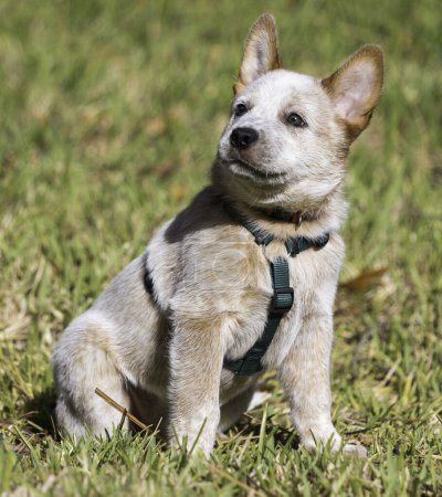 Photo for A red Australian Cattle Dog (Red Heeler) puppy sitting outside with a harness on looking to the side with ears up - Royalty Free Image