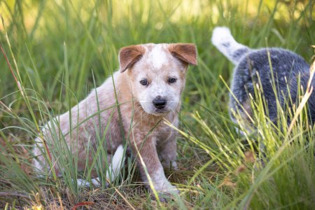 Photo for A red Australian Cattle Dog (Red Heeler) puppy sitting in the grass looking at the camera - Royalty Free Image