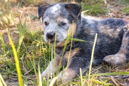 Photo for A blue Australian Cattle Dog (Blue Heeler) puppy playing outside chewing on some grass - Royalty Free Image