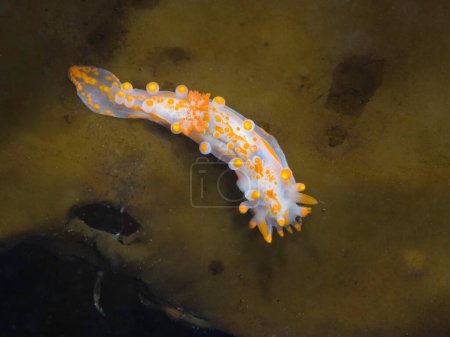 Orange-clubbed sea slug (Limacia clavigera) on kelp top view of a white bodied nudibranch with orange tips on protrusions and blotches