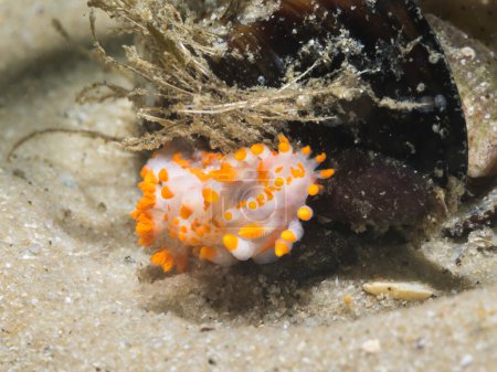 Orange-clubbed sea slug (Limacia clavigera) front view of a white bodied nudibranch with orange tips on protrusions and blotches